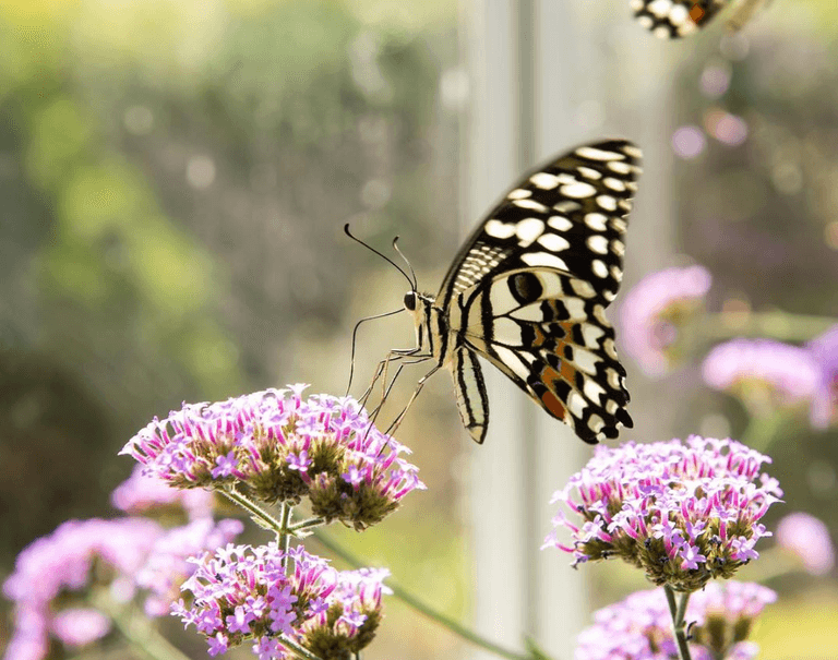 This Butterfly Garden Is One Of Dublin’s Hidden Gems This Butterfly Garden Is One Of Dublin’s Hidden Gems