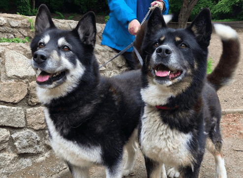 5 dog-friendly walks for you and your pooch this weekend 5 dog-friendly walks for you and your pooch this weekend