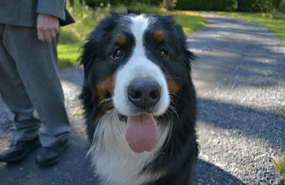 We’re loving this gorgeous homage to Ireland’s favourite Bernese Mountain Dogs We’re loving this gorgeous homage to Ireland’s favourite Bernese Mountain Dogs