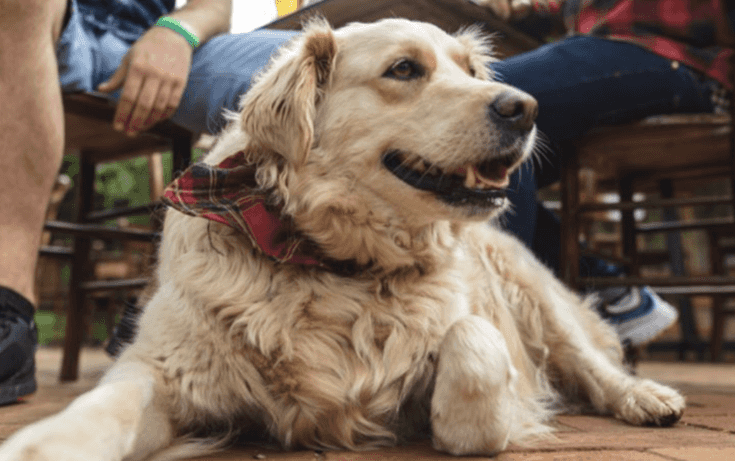 There’s a Cheeky Dogs Party happening in D8 this week There’s a Cheeky Dogs Party happening in D8 this week