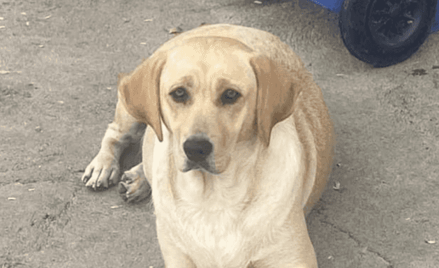 Dogs Angels Ireland appeal to public amid mounting vet bills Dogs Angels Ireland appeal to public amid mounting vet bills