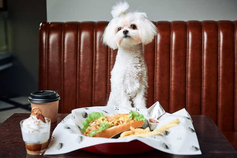 There’s a brunch for dogs happening in Dublin 8 this month There’s a brunch for dogs happening in Dublin 8 this month