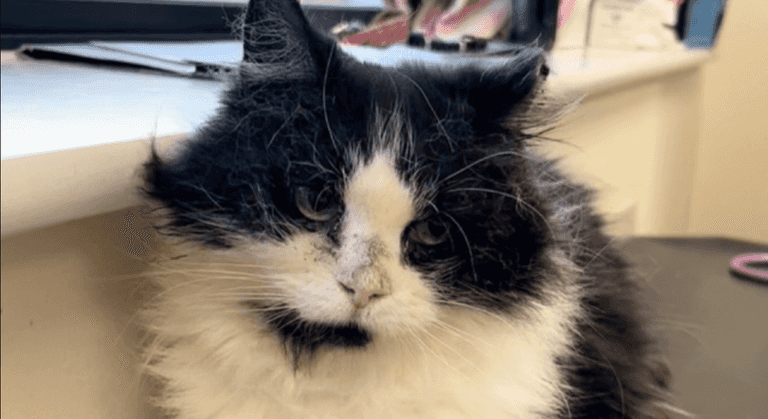 DSPCA appeal for ‘happy loving home’ for cat with cancer DSPCA appeal for ‘happy loving home’ for cat with cancer