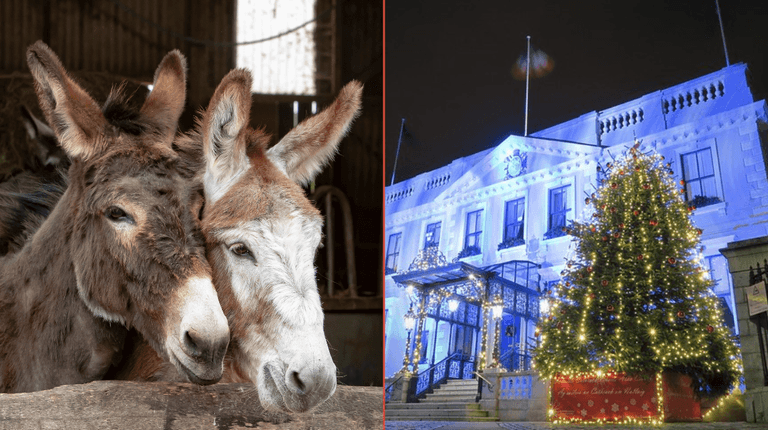 Live Animal Crib will return to Mansion House this Christmas Live Animal Crib will return to Mansion House this Christmas