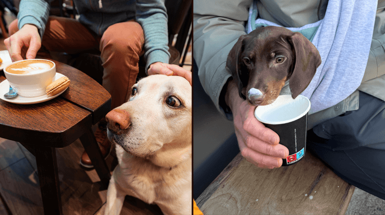 35 best dog-friendly places in Dublin: Pubs, cafés, and more 35 best dog-friendly places in Dublin: Pubs, cafés, and more