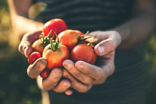 There’s A Totally Terrific Tomato Festival Happening In Dublin This Week