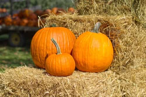 Get Your Creative Juices Flowing With A Pumpkin Decorating Competition At The National Botanic Gardens