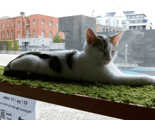 The Cat Lounge Will Hopefully Reopen In Dublin
