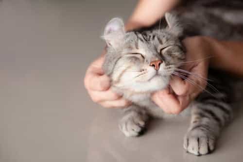 Dublin’s ‘cat fair’ returns this weekend
