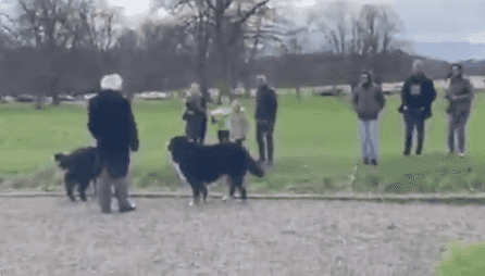 Michael D got the dogs out today and Sioda seems to be on the mend