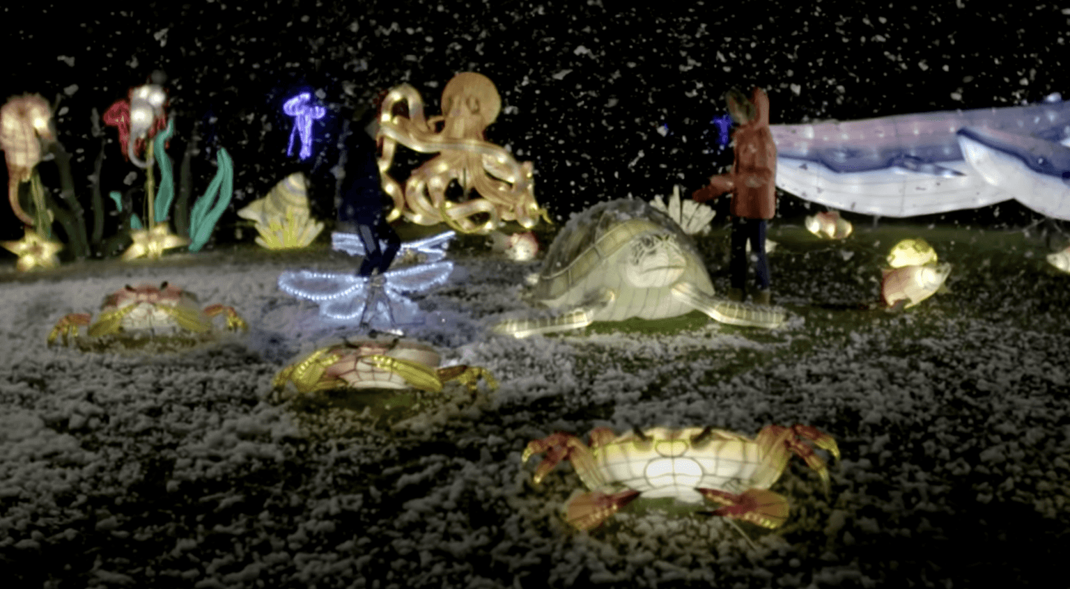 Dublin Zoo confirms sad news that Wild Lights will NOT go ahead this year