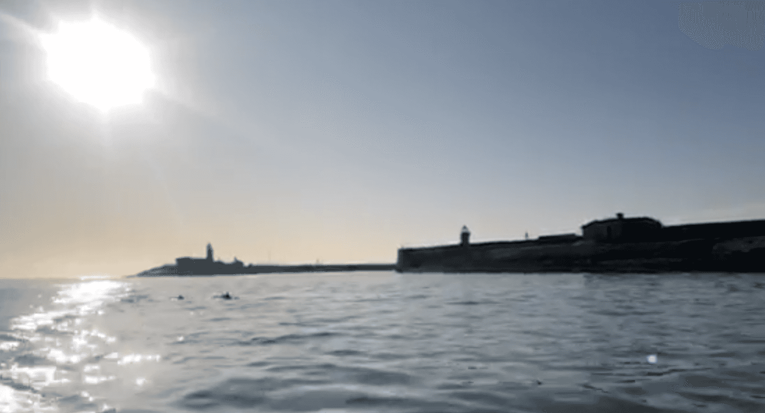 WATCH: Dolphins were spotted at Dun Laoghaire Harbour last week