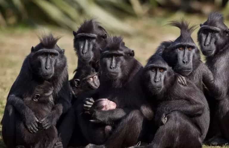Gardaí called to Dublin Zoo to assist zookeepers with some monkey business