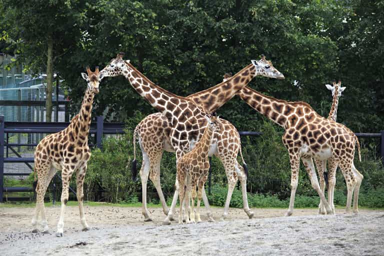 Calls made to reopen Dublin Zoo and other outdoor amenities
