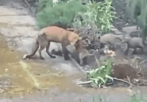 WATCH: Trinity College congratulates ‘Trinity Fox’ on birth of her five cubs