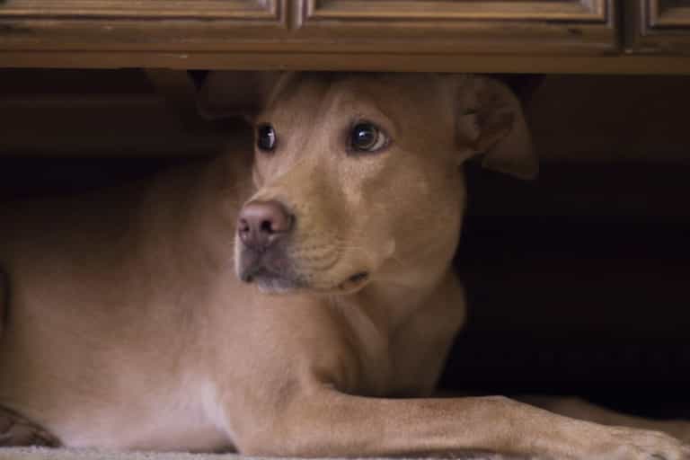 The dos and don’ts of keeping your pets safe this Halloween