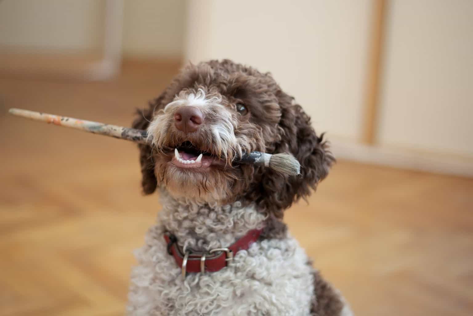 Obsessed with your pup? This pet painting class may just be for you