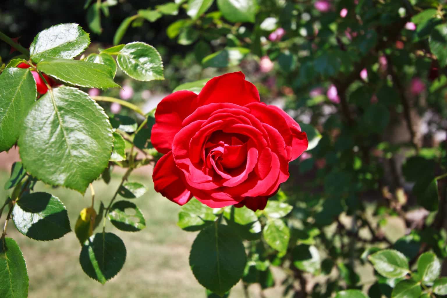 Everything you need to know about the Dublin Rose Festival 2022
