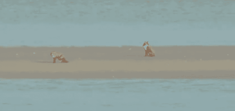 Coast Guard footage shows foxes trapped on sandbank after tide coming in