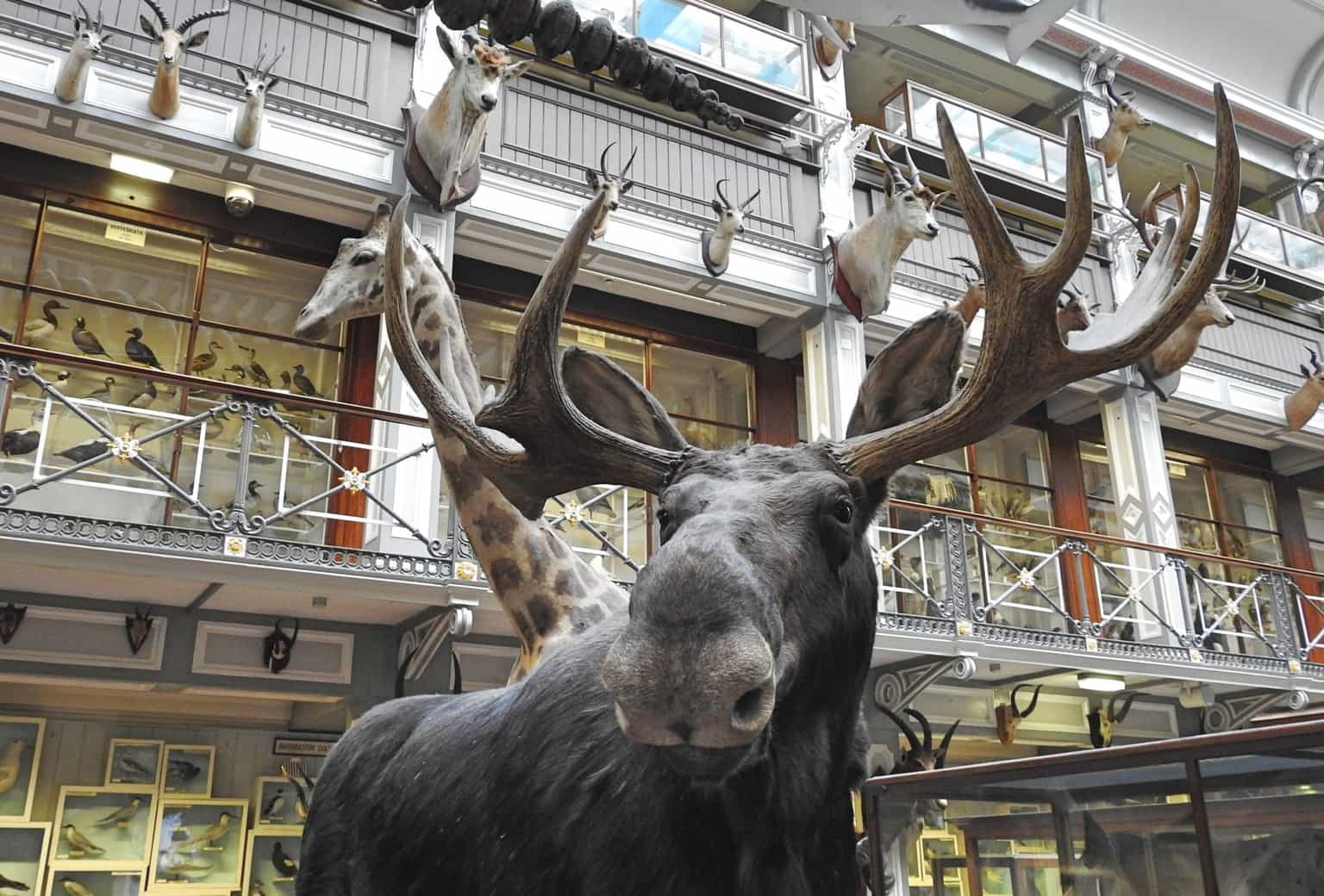 ‘We’ve reopened!’ Dublin’s Dead Zoo is back following two year closure
