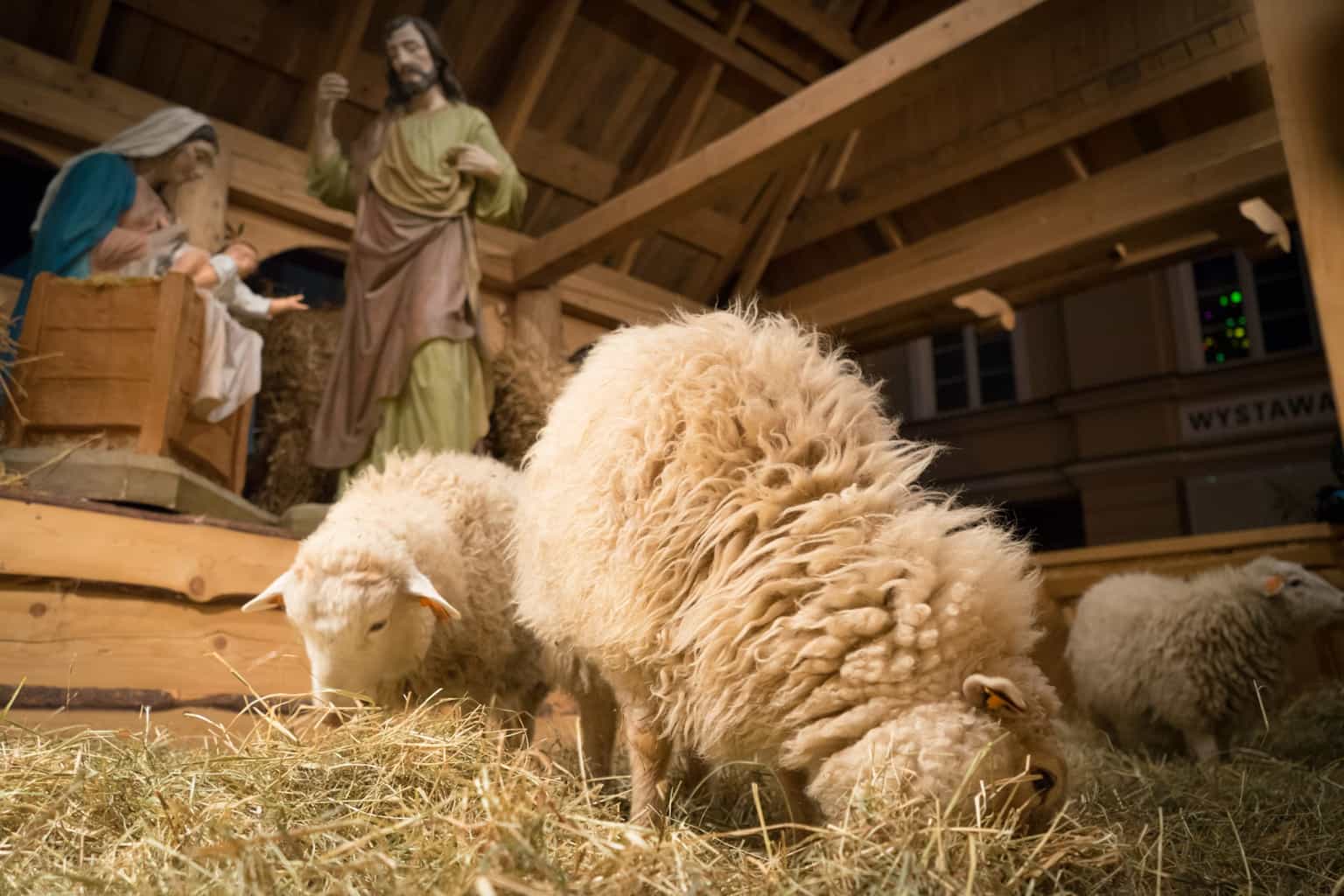 Live animal crib finds new home at Stephens Green this Christmas