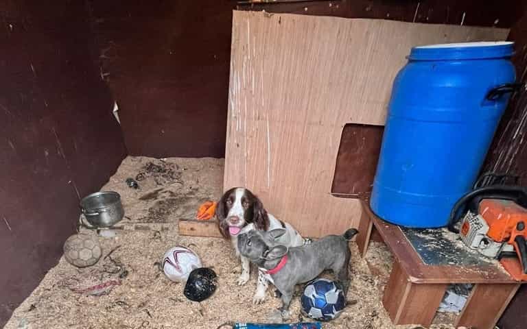 16 puppies recovered during Garda search operation in Ballymun