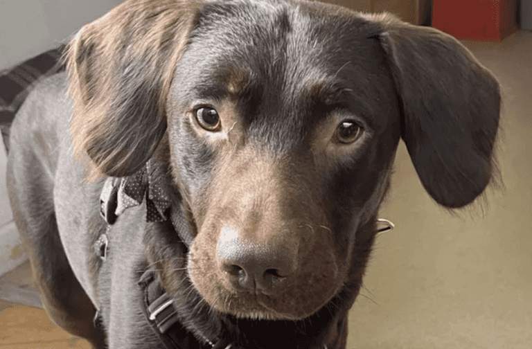 ‘Alcoholic dog’ first of its kind to be treated for addiction