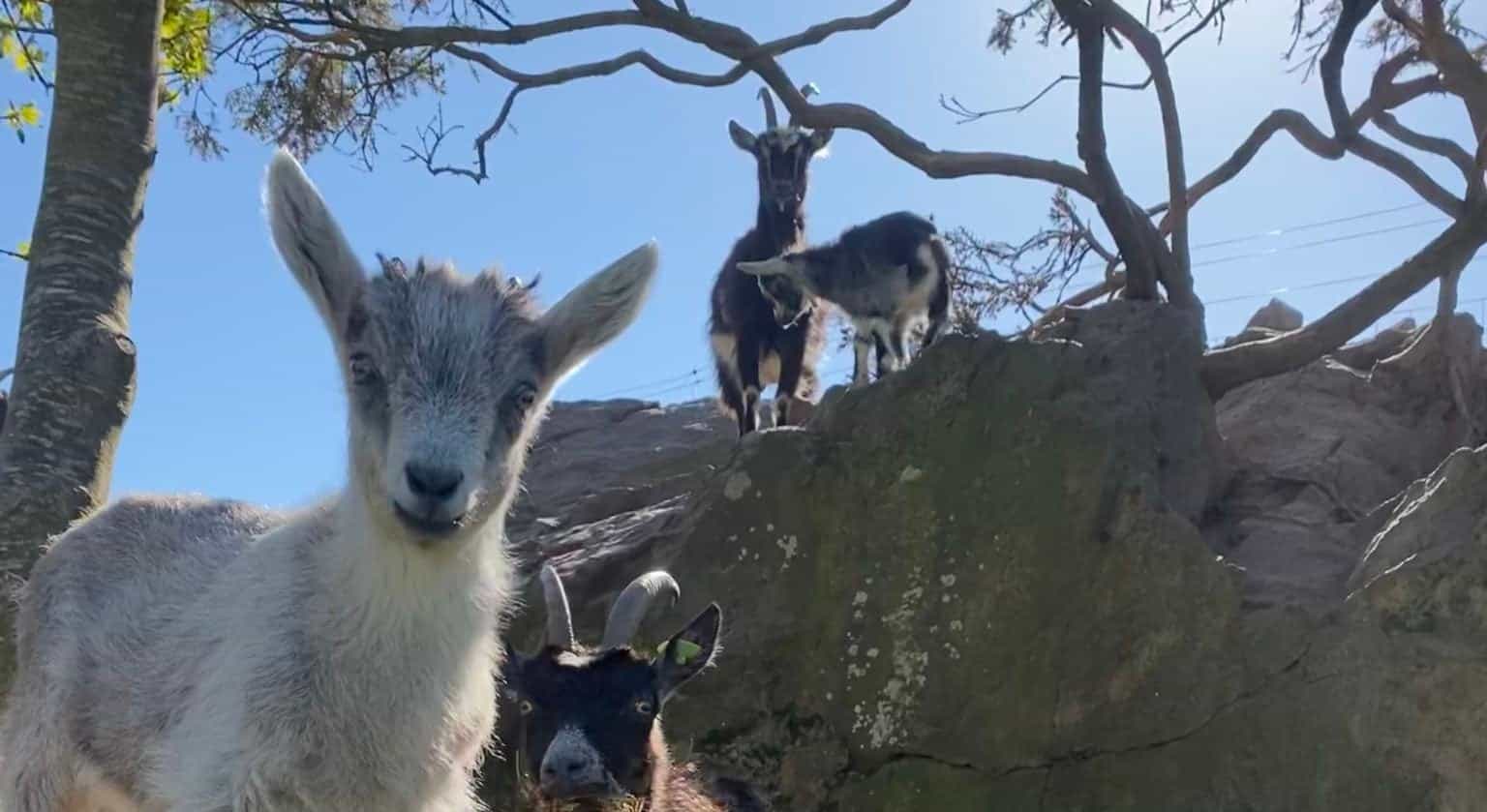 New kid goats join fire-fighting herd in Howth and one is in need of a name