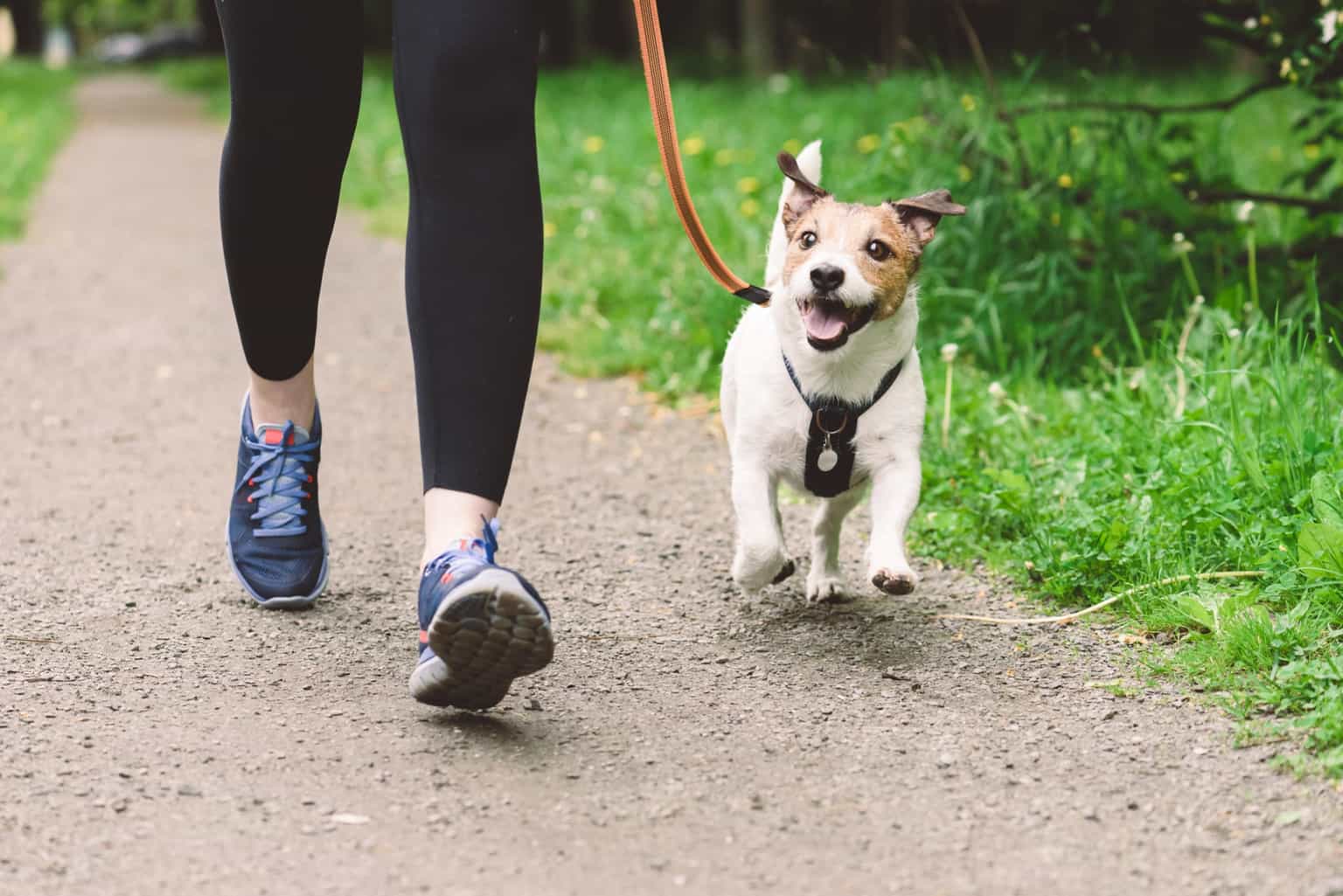 Dublin dog owners warned of scam as ‘fake dog warden’ hands out fines