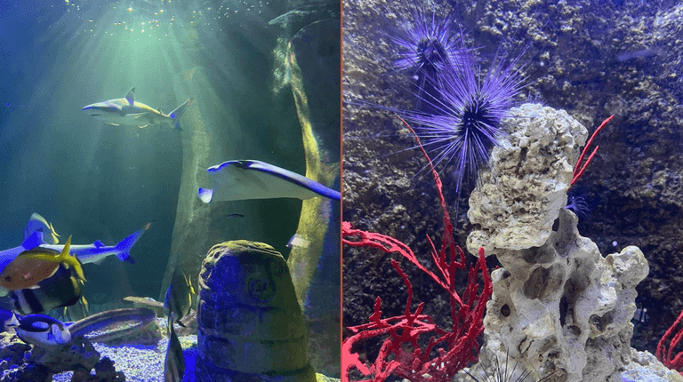 Bray Sea Life aquarium to shut down after over 25 years in operation
