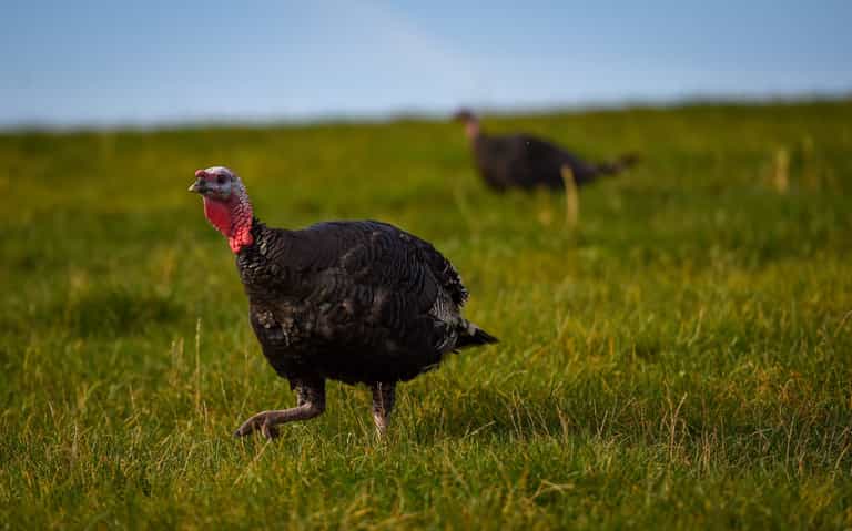 North Dublin family farm end turkey farming ahead of Christmas after 30 years