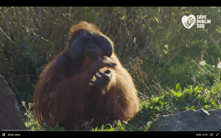 Dublin Zoo issue heartfelt message after donations pass €1,000,000