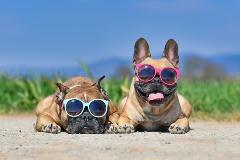DSPCA vet gives advice on how to care for your pet in this hot weather