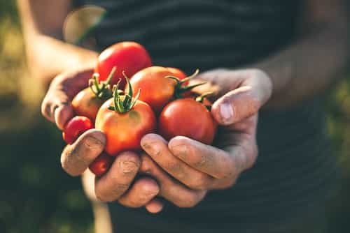 There’s A Totally Terrific Tomato Festival Happening In Dublin This Week There’s A Totally Terrific Tomato Festival Happening In Dublin This Week