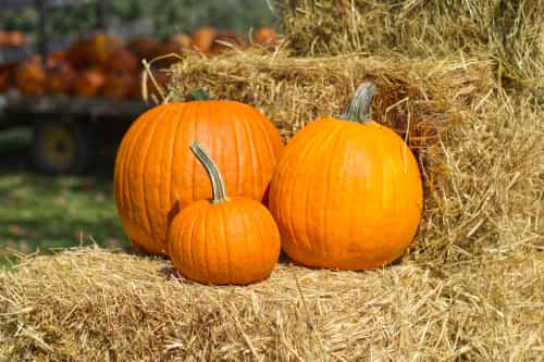Get Your Creative Juices Flowing With A Pumpkin Decorating Competition At The National Botanic Gardens Get Your Creative Juices Flowing With A Pumpkin Decorating Competition At The National Botanic Gardens
