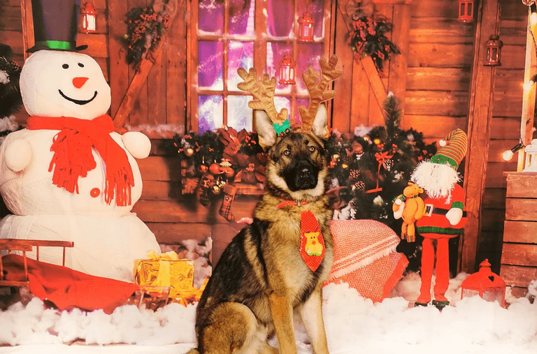 This doggy daycare centre did a Christmas photoshoot with its dogs and it is ADORABLE This doggy daycare centre did a Christmas photoshoot with its dogs and it is ADORABLE