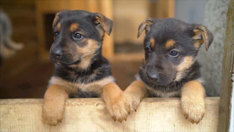 This adorable Valentine’s event will match you with your new dog This adorable Valentine’s event will match you with your new dog
