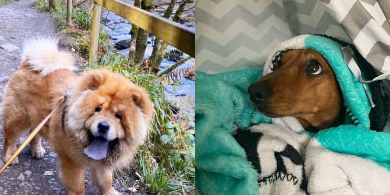 Dogs of Instagram: 18 pawsitive accounts you should most definitely follow online Dogs of Instagram: 18 pawsitive accounts you should most definitely follow online