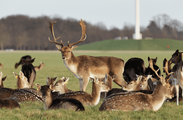 Phoenix Park gates to remain closed Phoenix Park gates to remain closed