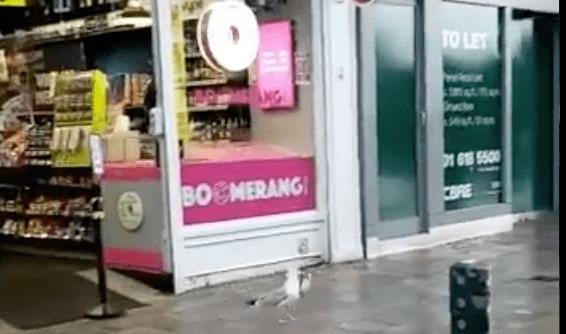 Video shows seagull shoplifting from Londis on Grafton Street Video shows seagull shoplifting from Londis on Grafton Street