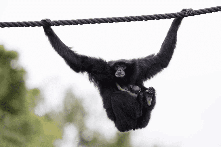 Dublin Zoo has a new resident and that’s certainly worth another visit Dublin Zoo has a new resident and that’s certainly worth another visit