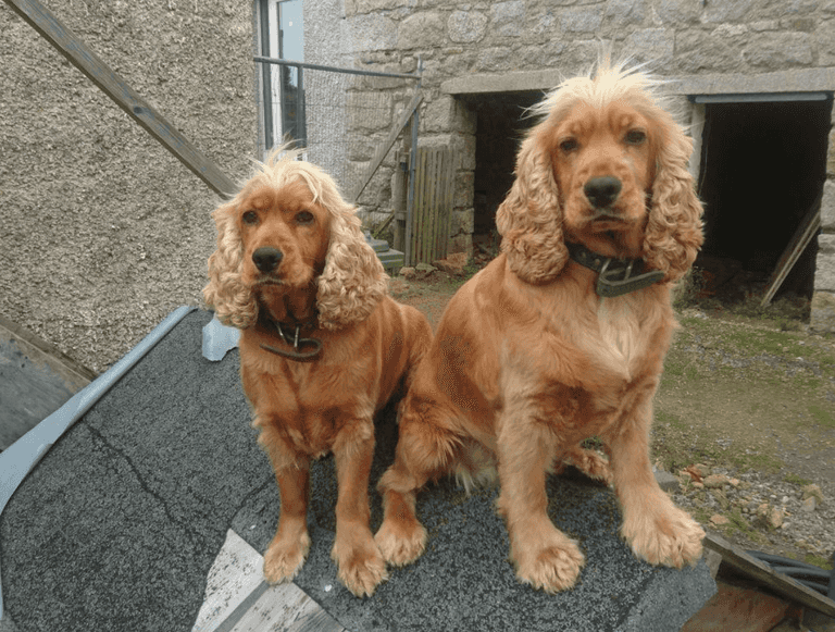 Dublin family delighted after being reunited with stolen pups Dublin family delighted after being reunited with stolen pups
