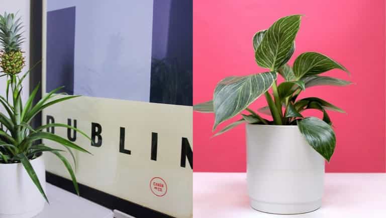 Calling all plant parents – there’s an indoor plant pop-up happening this week Calling all plant parents – there’s an indoor plant pop-up happening this week