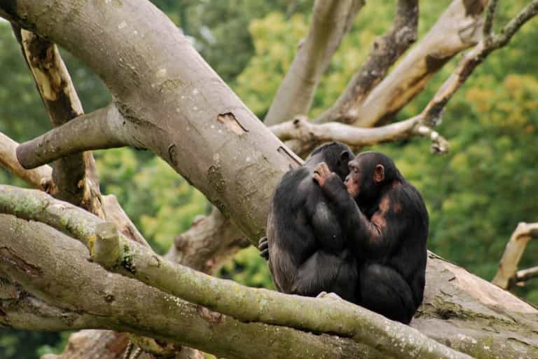 Government announce €3million worth of funding for Dublin Zoo and Fota Wildlife Park Government announce €3million worth of funding for Dublin Zoo and Fota Wildlife Park