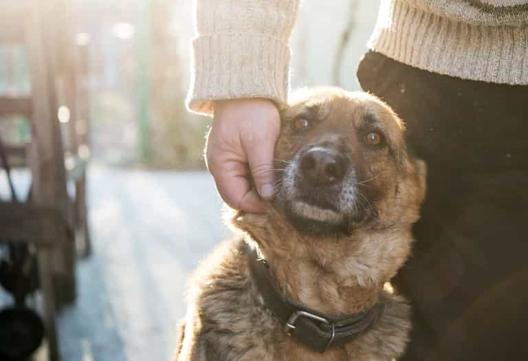 Dáil to consider motion imposing harsher sentences for dog theft Dáil to consider motion imposing harsher sentences for dog theft