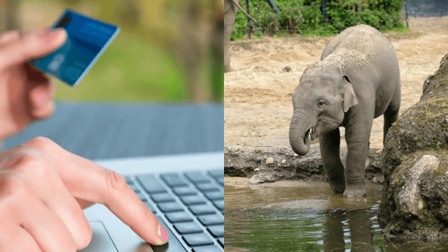Dublin Zoo is apparently the new Electric Picnic with massive demand for tickets Dublin Zoo is apparently the new Electric Picnic with massive demand for tickets