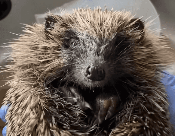 DSPCA rescues Mario the hedgehog from a drainage pipe in Dublin DSPCA rescues Mario the hedgehog from a drainage pipe in Dublin