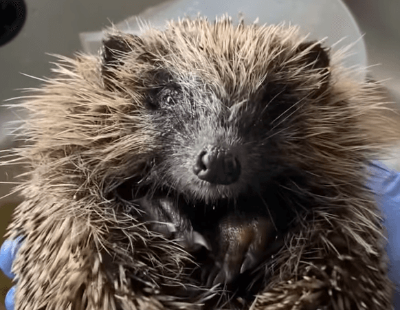 DSPCA rescues Mario the hedgehog from a drainage pipe in Dublin DSPCA rescues Mario the hedgehog from a drainage pipe in Dublin