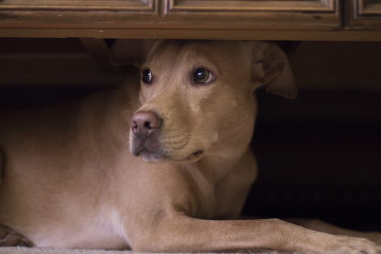 The dos and don’ts of keeping your pets safe this Halloween The dos and don’ts of keeping your pets safe this Halloween