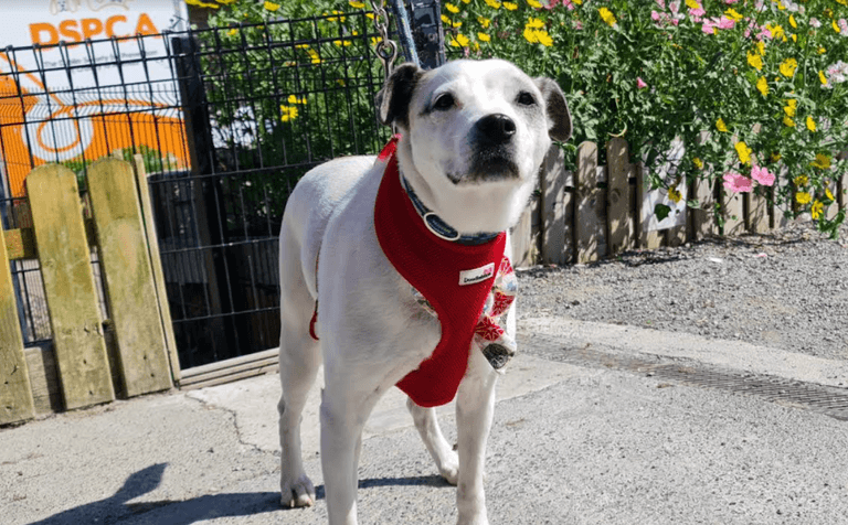 The DSPCA urges people not to abandon their older pets due to a significant rise in such behaviour The DSPCA urges people not to abandon their older pets due to a significant rise in such behaviour